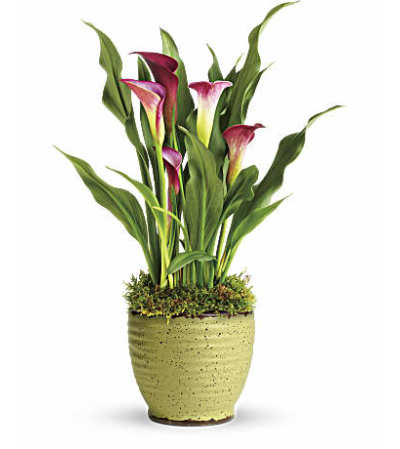 Cala Lily Plant Cala Lily Plant