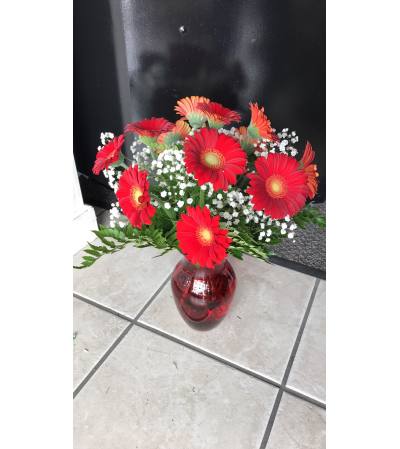 Celebrate! With Red Gerberas! Celebrate! With Red Gerberas!
