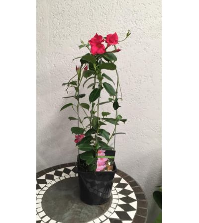 Mandevilla Vine Mandevilla Vine