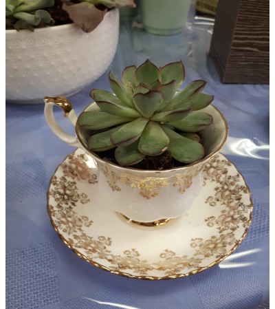 Tea Cup Succulent Tea Cup Succulent