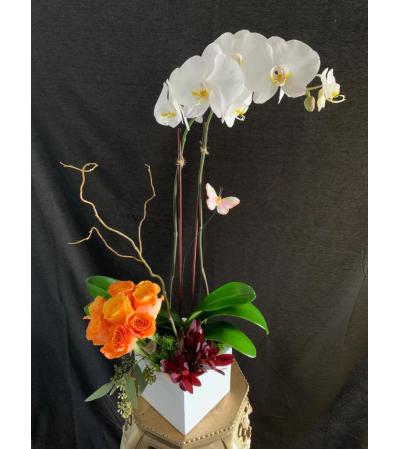 Orchid Paradise & Roses Orchid Paradise & Roses