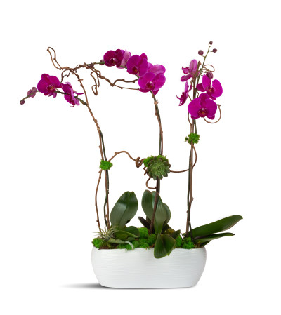 Purple Blooming Trio Purple Blooming Trio
