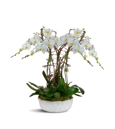 6 Phalaenopsis Orchids 6 Phalaenopsis Orchids
