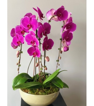 Triple Orchid Triple Orchid