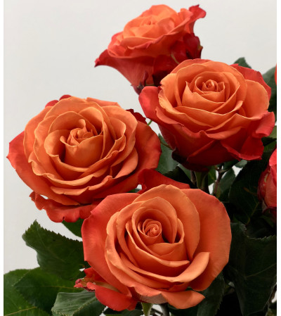 Two Dozen Premium Orange Roses Two Dozen Premium Orange Roses