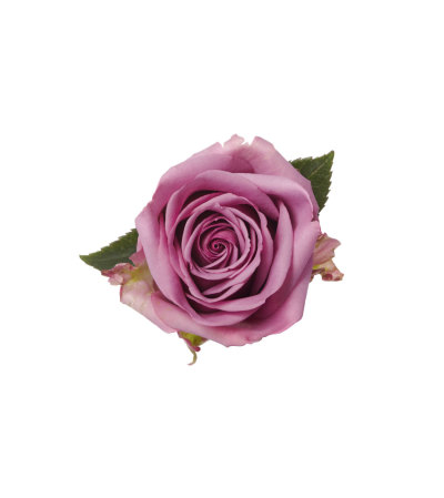 Three Dozen Premium Lavender Roses Three Dozen Premium Lavender Roses