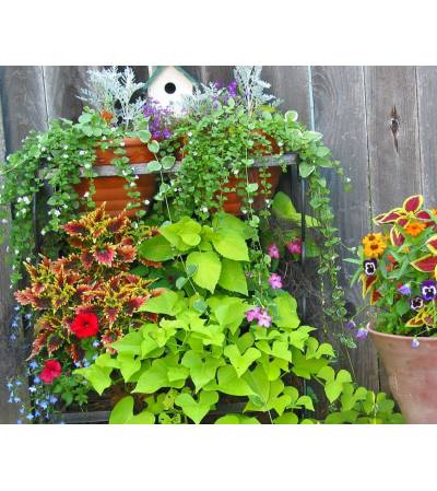 Blooming outdoor pots Blooming outdoor pots