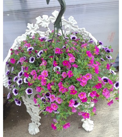 Hanging Basket Hanging Basket