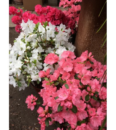 Azaleas - Locally grown Azaleas - Locally grown