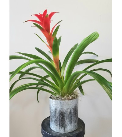 Bromiliad Bromiliad