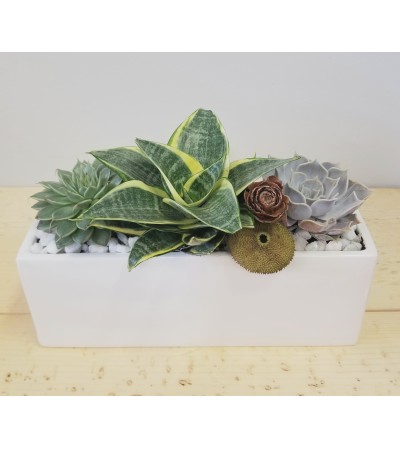 Classic Succulent Garden Classic Succulent Garden