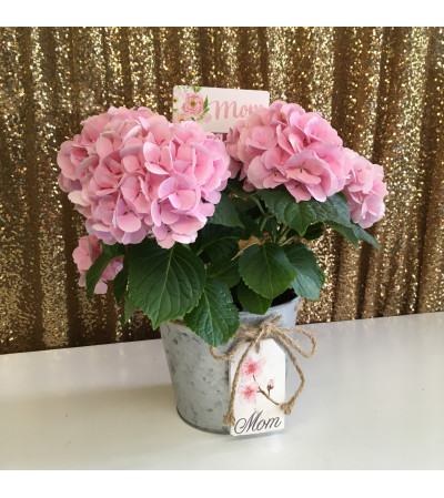 Hydrangea in Galvanized Mom Pot Hydrangea in Galvanized Mom Pot