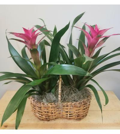 Double Bromeliad Double Bromeliad