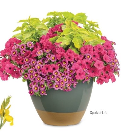 Porch Pot /Custom Design (PW) Porch Pot /Custom Design (PW)