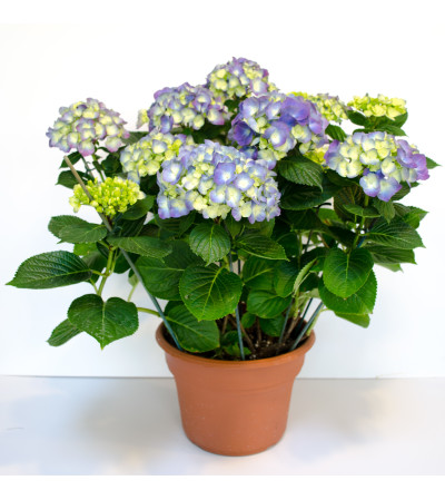 Hydrangea Plant Hydrangea Plant