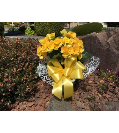 Bright begonia plant in bright colored ceramic pot Bright begonia plant in bright colored ceramic pot
