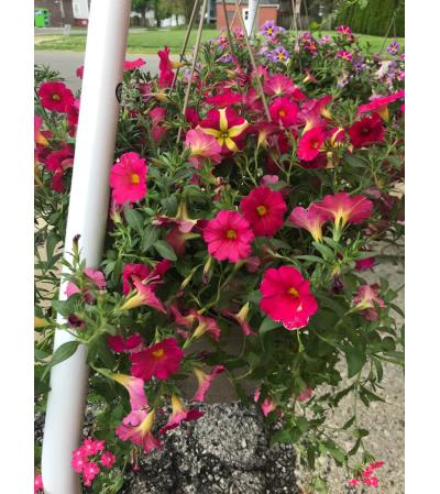 12" Hanging Combo Pot 12" Hanging Combo Pot