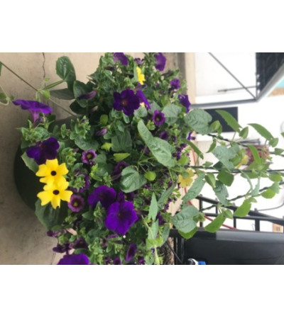 Blooming Baskets -- assorted Blooming Baskets -- assorted
