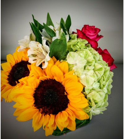 Sunflower Bliss1 Sunflower Bliss1