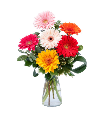 Colorful! by Country Gardens Colorful! by Country Gardens