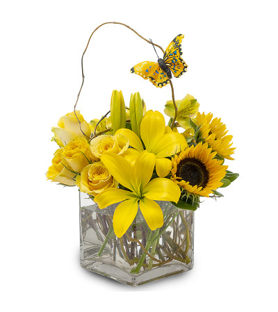 Butterfly Effect by Country Gardens Butterfly Effect by Country Gardens