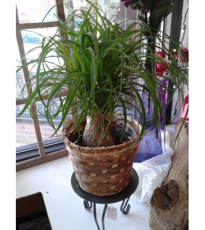 Ponytail Palm Plant Ponytail Palm Plant