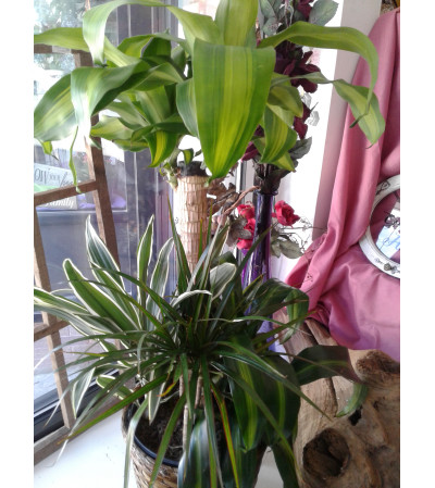 Combo 8 Inch Plant Combo 8 Inch Plant