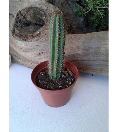 Finger Cactus 4 Inch Plant Finger Cactus 4 Inch Plant