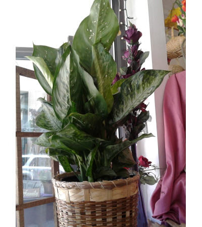 Dieffenbachia Plant 8 Inch Dieffenbachia Plant 8 Inch