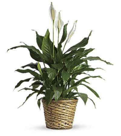 Simple Elegant Peace Lily Simple Elegant Peace Lily