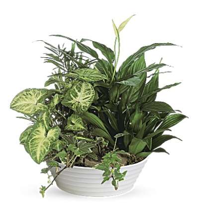 Medium Green Plant Dish Garden Medium Green Plant Dish Garden