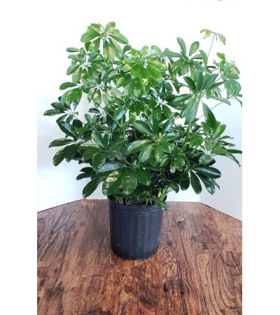 Schefflera Schefflera