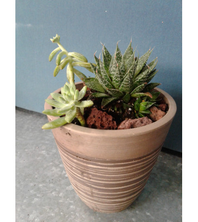 Petite Succulent Garden Petite Succulent Garden