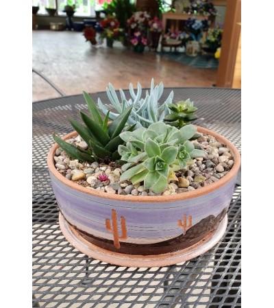 Sedum Dish Sedum Dish