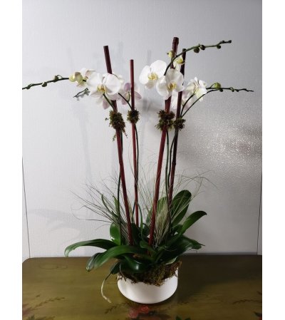 CLASSIC ORCHID CLASSIC ORCHID