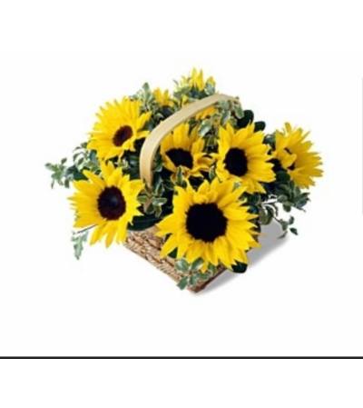 Sunflower Harvest Sunflower Harvest