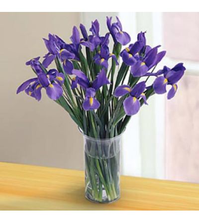 Irresistible Iris Irresistible Iris