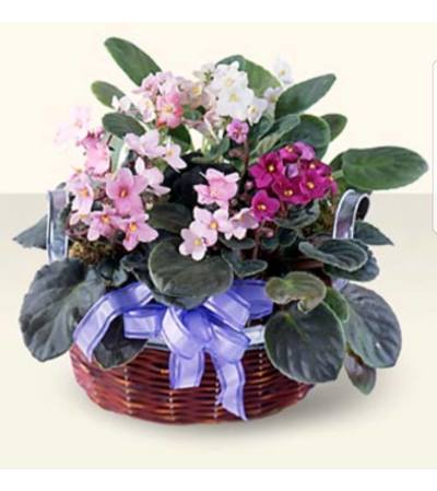 African Violet Medley African Violet Medley