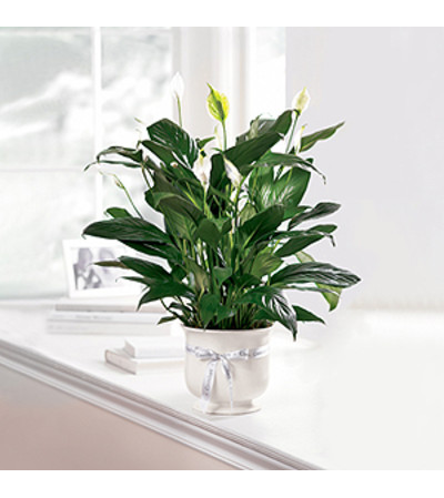 6'' Comfort Planter FTD 6'' Comfort Planter FTD