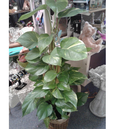 8" Pothos Pole 8" Pothos Pole
