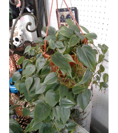 Heart Leaf Philadendron 6" Heart Leaf Philadendron 6"