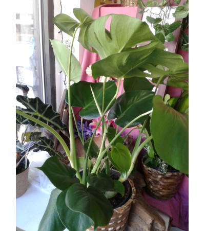 Split Leaf 8" Philadendron Split Leaf 8" Philadendron