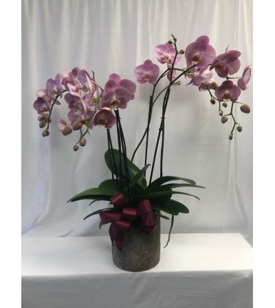Large Orchid in Cement Planter Large Orchid in Cement Planter