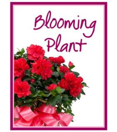 Blooming Plant Designer's Choice Blooming Plant Designer's Choice
