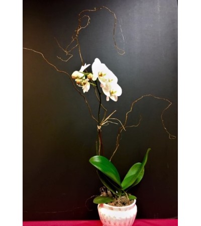 The "Moth" Orchid Plant The "Moth" Orchid Plant