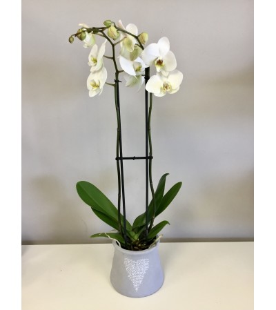 I love you Orchid I love you Orchid