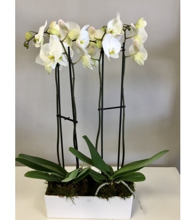 Stunning Double White Orchid Stunning Double White Orchid