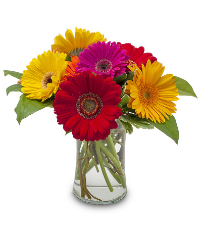 Fruity by Country Gardens Fruity by Country Gardens