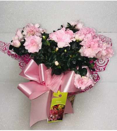 Azalea Plant - color may vary Azalea Plant - color may vary
