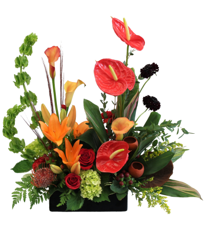 Tropical Sunset by Talisman Tropical Sunset by Talisman